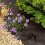 Smart Garden Smart Garden G50 Anti-Weed Fabric - 15m 2