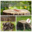 40 Pcs Copper Nails to Killing Trees,3.5 Inch Pure 5