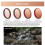 Objektivfilter für  OSMO Action 5 Pro/4/3 - ND/PL-Kit, Einstellbare Filter, Action-Kamera-Zubehör, ND/PL-Kit 7