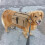 Lightweight Canvas Dog Backpack Harness with Pockets, 50.8cm 9