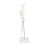 Mini 45CM Skeleton Model PVC Human Bone Structure with Flexible Arms and Legs 2