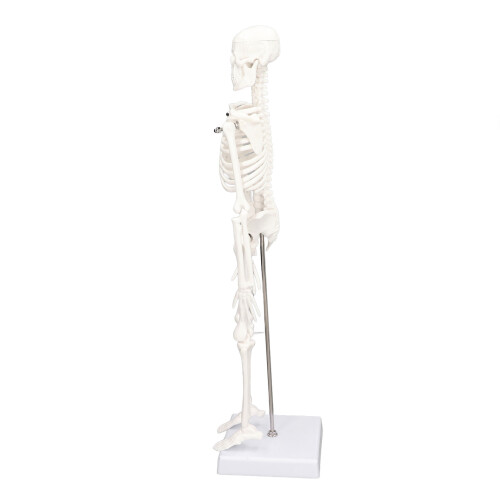 Mini 45CM Skeleton Model PVC Human Bone Structure with Flexible Arms and Legs 1