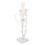 Mini 45CM Skeleton Model PVC Human Bone Structure with Flexible Arms and Legs 5