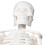 Mini 45CM Skeleton Model PVC Human Bone Structure with Flexible Arms and Legs 3