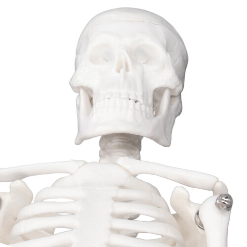 Mini 45CM Skeleton Model PVC Human Bone Structure with Flexible Arms and Legs 2