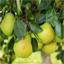 Williams Bon Chretien Pear Tree 45ft Bare Root Ready to Fruit Cold Season Dessert Variety