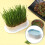 2pcs Hydroponic Seed Germination Tray for Fast Soil Cat Grass Growing Indoors 4