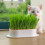 2pcs Hydroponic Seed Germination Tray for Fast Soil Cat Grass Growing Indoors 3