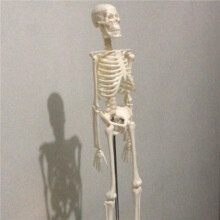 4pcs 45CM Human Anatomical Anatomy Skeleton Model Poster Learn Aid Anatomy Human Skeletal Model