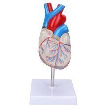 Transparentes menschliches Herzmodell für medizinische Ausbildung PVC 15 cm