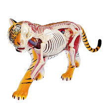 Animal Anatomical Model 4D Tiger Anatomy Model, 28 Detachable Organs, 30 Cm, Orange, Educational Tool for Veterinarians