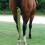 Wrap tressé pour queue de cheval 0,22 lb polyester vert 3