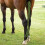 Braided Horse Tail Wrap Polyester Protective Mosquito Repellent Green 3
