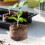 50 Pcs Compressed Peat Nutrient Blocks for Seedlings, Φ40 X 10 mm 4