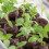 50 Pcs Compressed Peat Nutrient Blocks for Seedlings, Φ40 X 10 mm 7