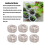50 Pcs Compressed Peat Nutrient Blocks for Seedlings, Φ40 X 10 mm 10