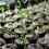 50 Pcs Compressed Peat Nutrient Blocks for Seedlings, Φ40 X 10 mm 13