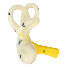 Outil pédagogique innovant sur l'anatomie de l'oreille interne, comprenant un modèle détaillé du canal semi-circulaire, idéal pour les