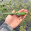 Δόλωμα ψαρέματος Topwater Frog Premium, ρεαλιστικό, χωρίς ζιζάνια, μαλακό δόλωμα, αιχμ 5