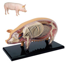 Pig Anatomy Model Detachable 19Organ Veterinary Teaching Tool for Pet Clinics and Medical Education