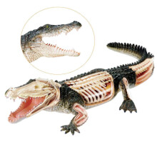 Crocodile Anatomical Model 26Piece Detachable Parts, PVC Plastic, Educational Animal Organ Model For Class Training