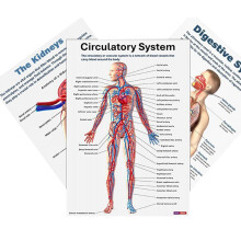 Human Anatomy Poster  Nervous System Chart For Classroom, Clinic  Educational Anatomical Poster With Clear Diagrams 16X