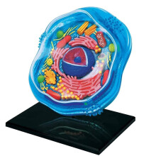 Biology Animal Cells Organ Anatomical Model AssemblyReady Cell Model For Classroom Teaching And Medical Lessons