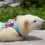 Adjustable Bow Rabbit Harness Vest Leash Rope Mouse Baby-M 02 3