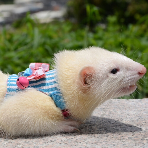 Adjustable Bow Rabbit Harness Vest Leash Rope Mouse Baby-M 02 2