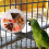 Jouet de recherche de nourriture pour oiseaux, distributeur de 2