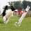 Multi-functional Dog Training Whistles for Home Pet Dog-Silver 3