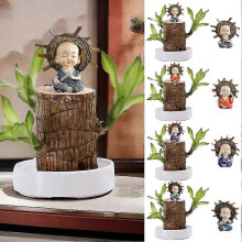 (G Set) Brazilian Wood Water Green Plant Raise Lucky Wood Potted 4-Seasons Plants