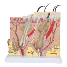 3D Skin Model, 35X Enlarged Human Anatomical Skin Model for Science Classroom Study Display Teaching Tool
