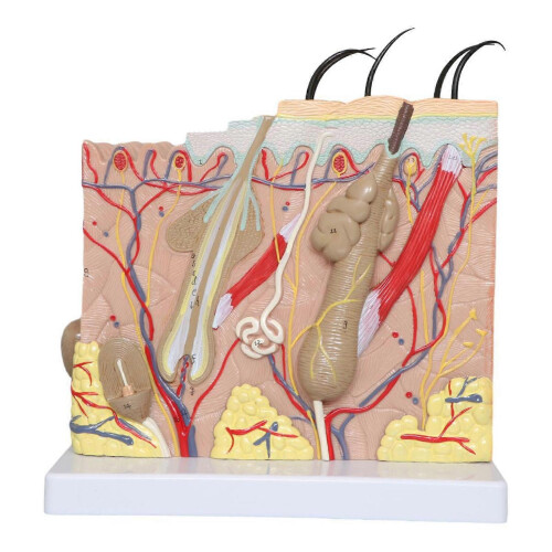 3D Skin Model, 35X Enlarged Human Anatomical Skin Model for Science Classroom Study Display Teaching Tool