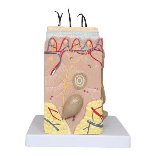 3D Skin Model, 35X Enlarged Human Anatomical Skin Model for Science Classroom Study Display Teaching Tool 2
