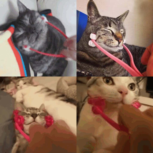 Face Massager for Cat Pet Face Massager Roller Cat Grooming Tool 2