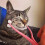 Face Massager for Cat Pet Face Massager Roller Cat Grooming Tool 4