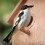 Nest for Birds Breeding House Convenient Suction Cup Attract 7