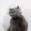 Cats Protective Helmets Breathable Clear Covers Cats Wear-L 6