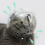 Cats Protective Helmets Breathable Clear Covers Cats Wear-L 5