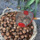 (S - 24cm) Nut Gatherer Acorn Picker Upper - Side Opening Dump Walnut Picker Upper Roller Pinecone Picker 4