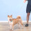 Laisse rétractable pour chien de 5M, corde de Traction-Vert 2