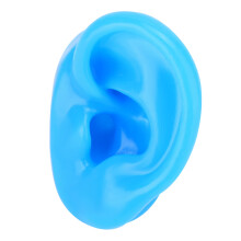 Modèle d'oreille humaine à texture réaliste en silicone souple, outil pédagogique pour démonstrations scientifiques et éducatives, sensation