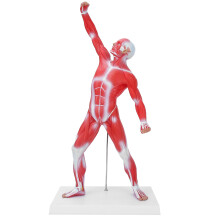 Modèle anatomique de muscle humain avec détails des muscles superficiels et profonds, représentation réaliste pour l'étude médicale,