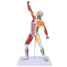 Anatomisches Muskelmodell, Wissen ist Macht durch naturgetreue Darstellung, robuste und langlebige Konstruktion, ideales Ausstellungsmodell für das