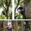 Tree Climbing Spikes Adjustable Pole Climbing Equipment Set With NonSlip Pedals For Tree Working Tools 4