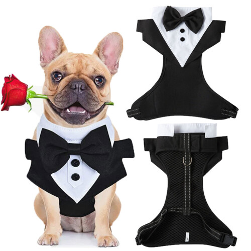 Costume pour animaux de compagnie à la mode pour petits et-L 2