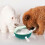 Biberons pour chiots et chatons, Station d'allaitement,-Vert 4