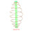 Inline Fishing Feeder Coil 10PC Spring Metal Bait Thrower Tackle for Australia 12