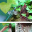 Plant Stand Plant Holder for Plant Decorative-Fixed single cup 2